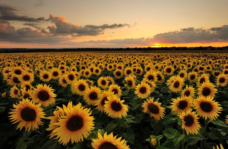 Sunflower field at sunset